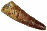 Fossil Spinosaurus Tooth - Real Dinosaur Tooth #360118-1